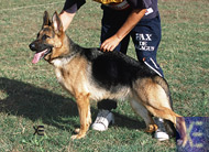 Anka de la Torrital