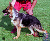 Asta v. Wolfland