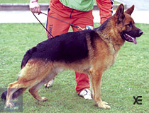 Baco de Aigarpa