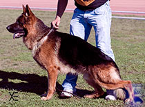 Balu del Recreo