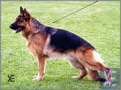 Baxter do Monticans