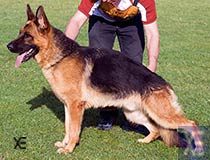 Bronco du Mas de les  Cluses