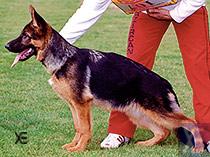 Farah de Azircan