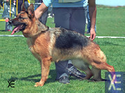 Freya de Big-Fai