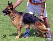 Gala v. Dido