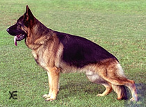 Jacobo des Clot de s' Ullastre