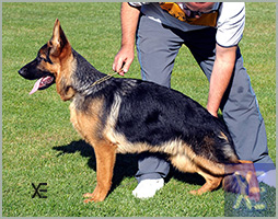 Latino de Villacristi