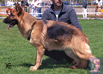 Mandy de Turia Drimas