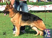 Pegase de la Vallee du Toravo