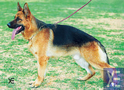 Totti de la Vall&eacute;e du Toravo