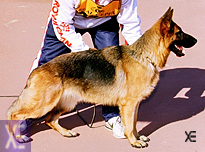 Ulme de Gos Quin Rey