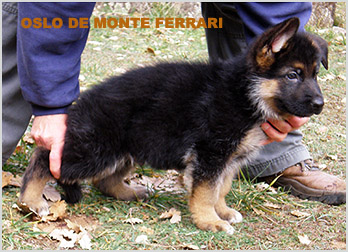 Borex de Vallesthelena