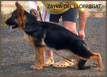 Zayka del Llobregat